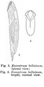 Encentrum belluinum - Original description image