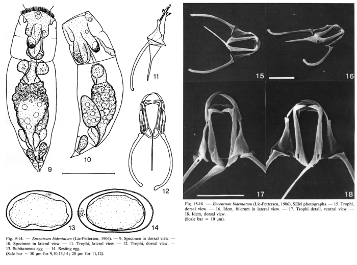 Encentrum bidentatum