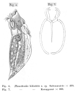 Encentrum bidentatum - Original description image