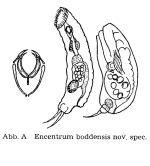 Encentrum boddensis - Original description image