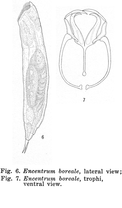 Encentrum boreale - Original description image
