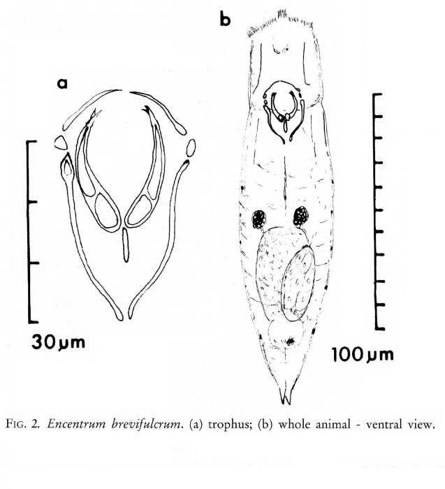 Encentrum brevifulcrum - Original description image