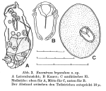 Encentrum bryocolum - Original description image