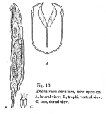 Encentrum caratum - Original description image