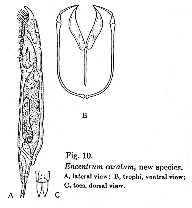 Encentrum caratum - Original description image