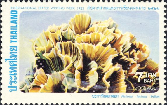 Pectinia lactuca Pectinia lactuca