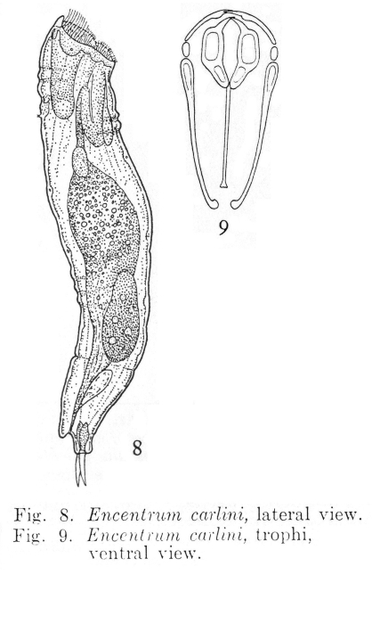Encentrum carlini - Original description image