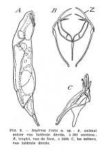 Encentrum coezi - Original description image