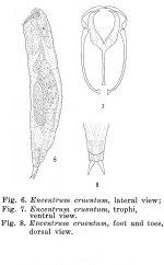 Encentrum cruentum - Original description image