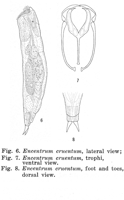 Encentrum cruentum - Original description image