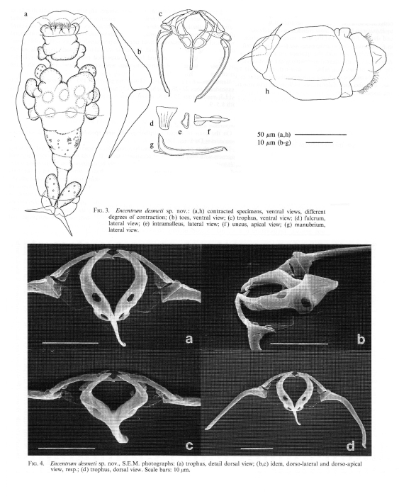 Encentrum desmeti - Original description image