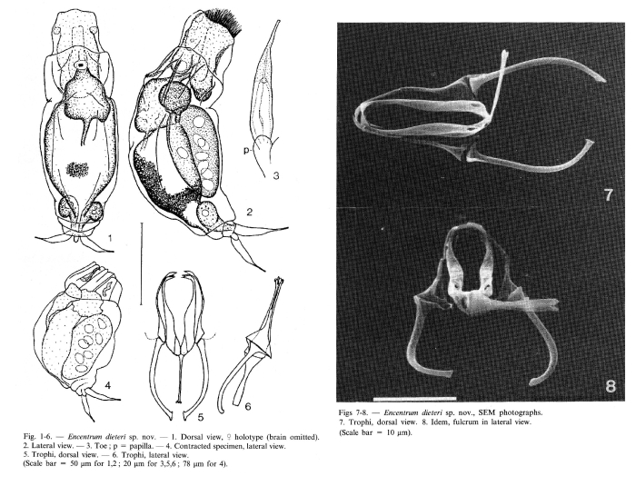 Encentrum dieteri - Original description image