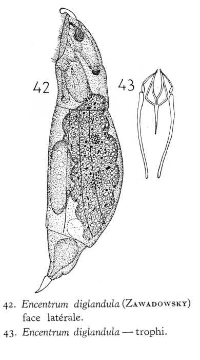 Encentrum diglandula