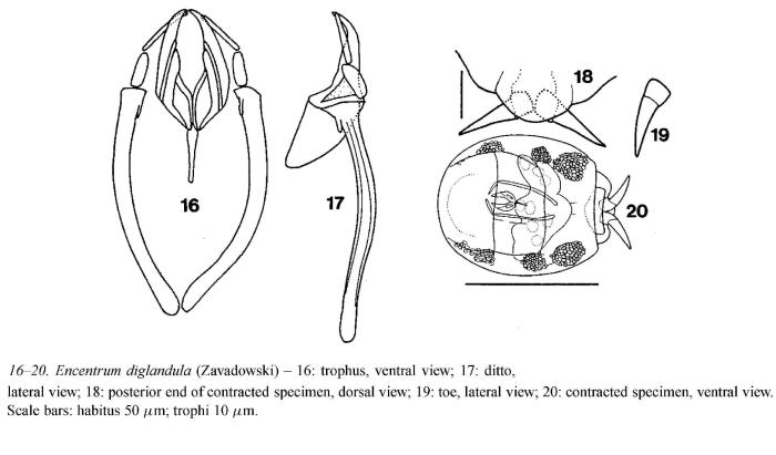 Encentrum diglandula