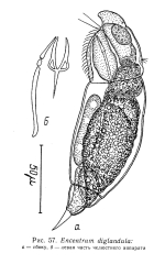 Encentrum diglandula