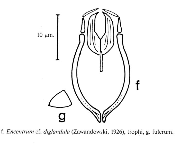 Encentrum diglandula