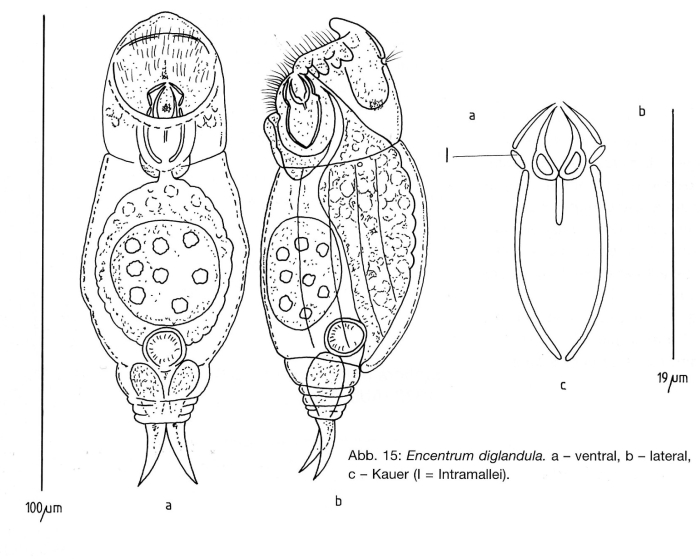 Encentrum diglandula