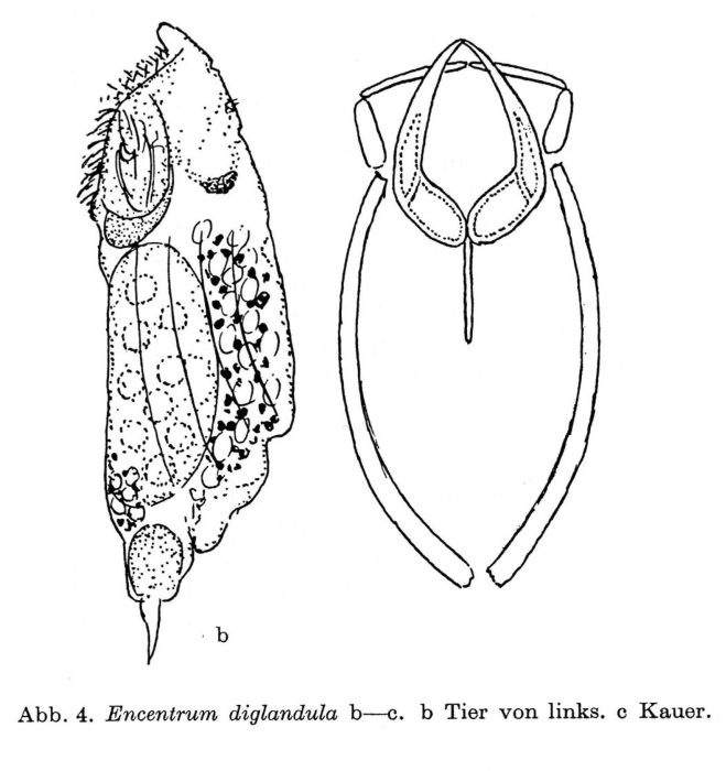 Encentrum diglandula