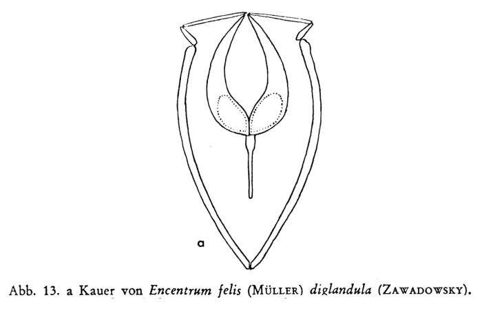 Encentrum diglandula