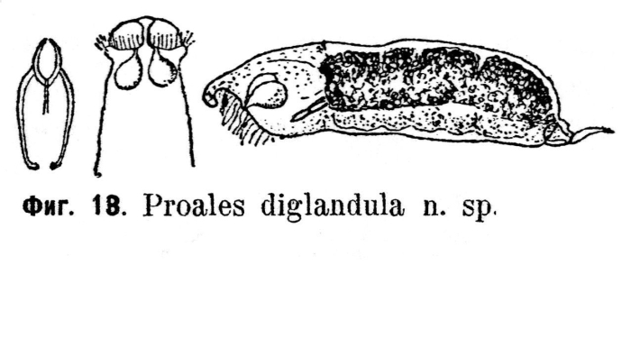 Encentrum diglandula - Original description image