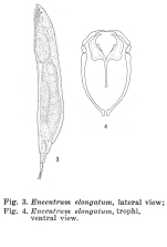 Encentrum elongatum - Original description image