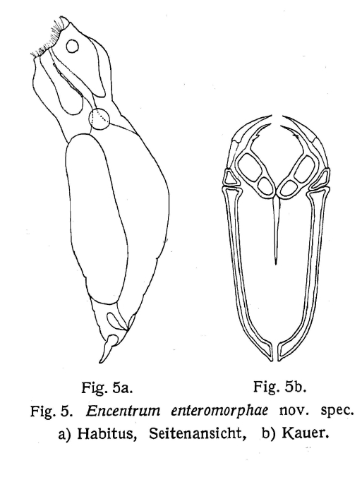 Encentrum enteromorphae - Original description image