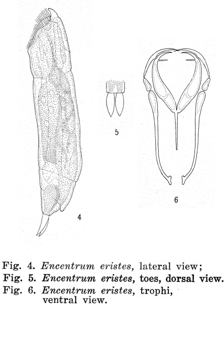 Encentrum eristes - Original description image