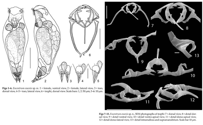 Encentrum essexis - Original description image
