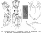 Encentrum eulitorale - Original description image