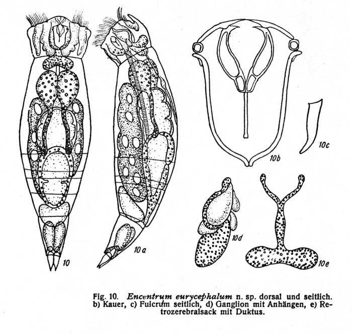 Encentrum eurycephalum - Original description image