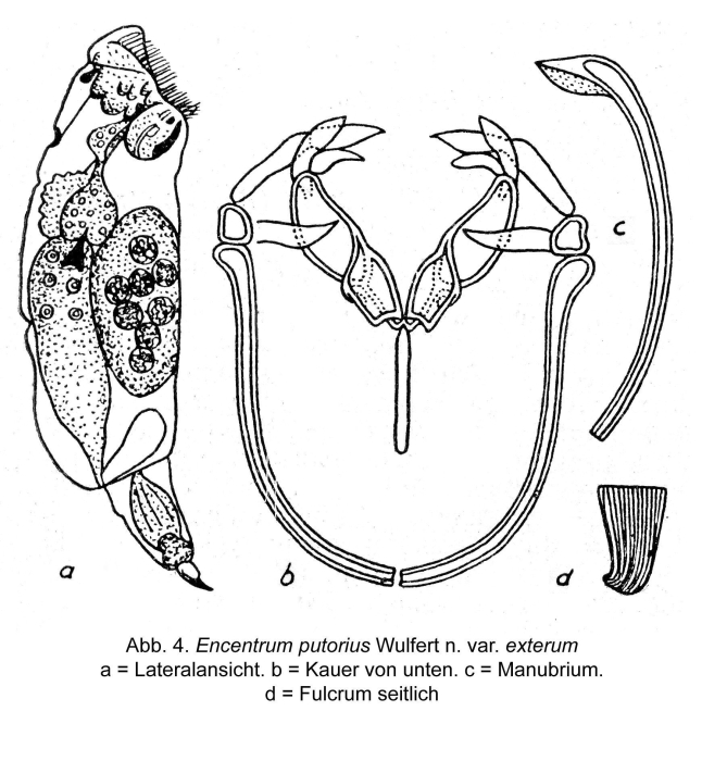Encentrum exterum - Original description image