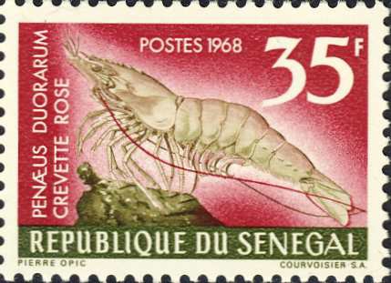 Penaeus duorarum Penaeus duorarum