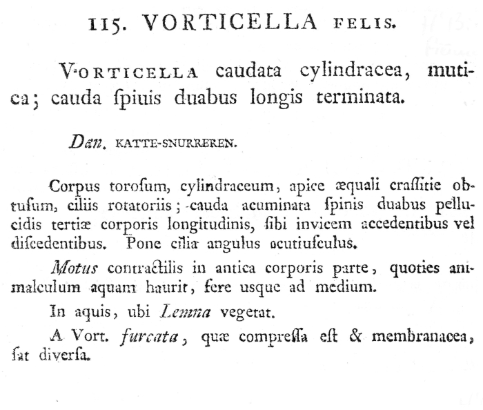 Encentrum felis - Original description image