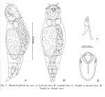 Encentrum flexile - Original description image