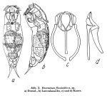 Encentrum fluviatile - Original description image