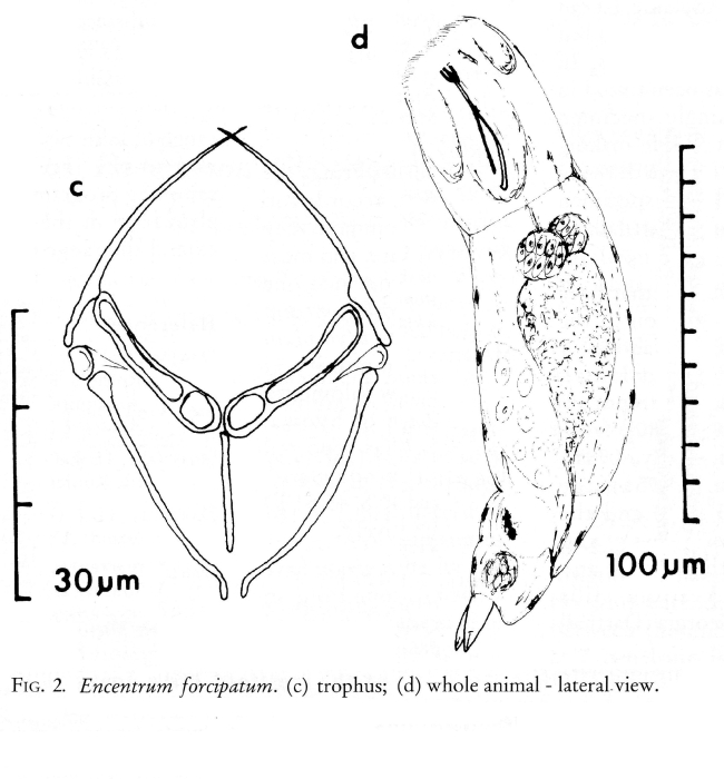 Encentrum forcipatum