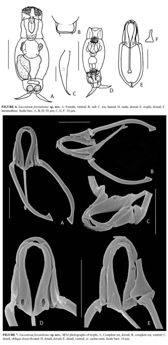 Encentrum foroiuliense - Original description image