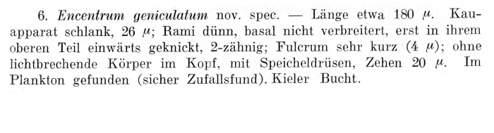 Encentrum geniculatum - Original description image