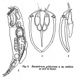 Encentrum gibbosum - Original description image