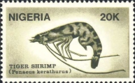 Penaeus kerathurus, author: Collection Georges Declercq 