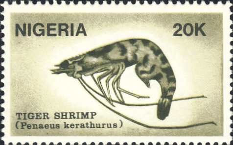 Penaeus kerathurus