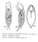 Encentrum glaucum
