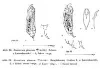 Encentrum glaucum