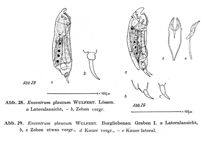 Encentrum glaucum Encentrum glaucum