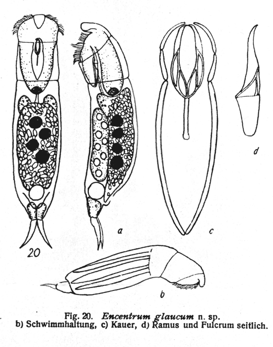 Encentrum glaucum - Original description image