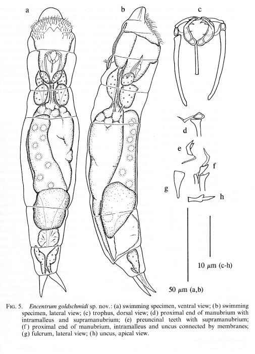 Encentrum goldschmidi - Original description image