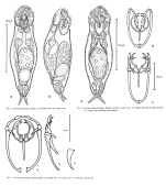 Encentrum graingeri - Original description image