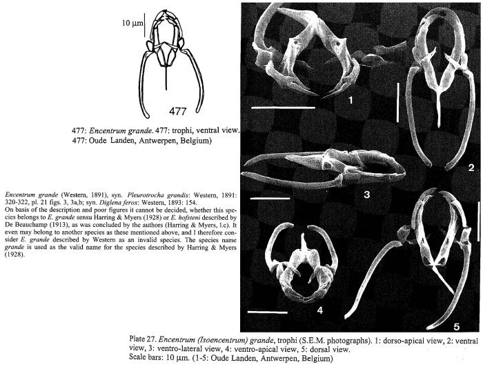 Encentrum grande - Original description image