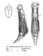 Encentrum grande - Original description image
