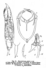 Encentrum gulo - Original description image